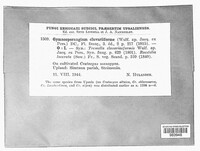 Gymnosporangium tremelloides image